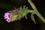 Appalachian blazing star